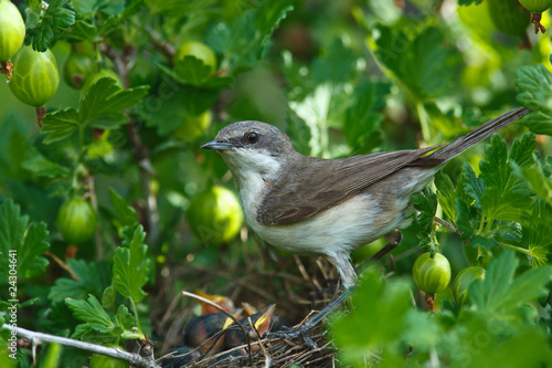 Lesser Whitethroat, Sylvia curruca