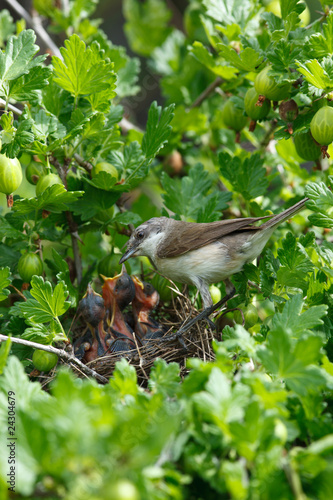 Lesser Whitethroat, Sylvia curruca