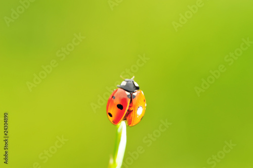 Ladybug ready to fly