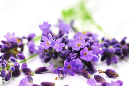 Aroma, Lavendel © photocrew