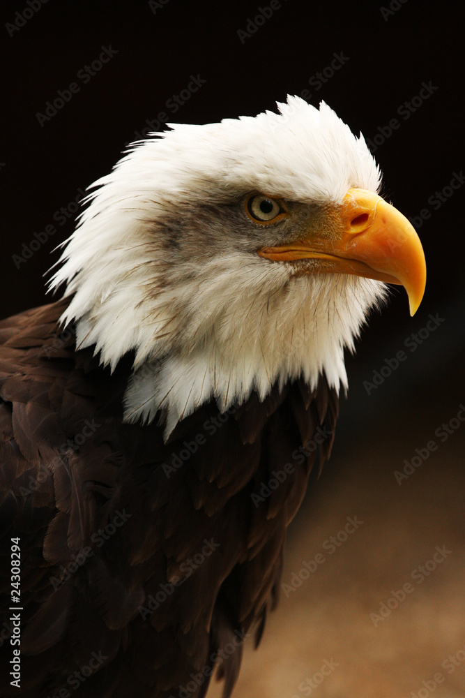 Vertical shot of Bald Eagle