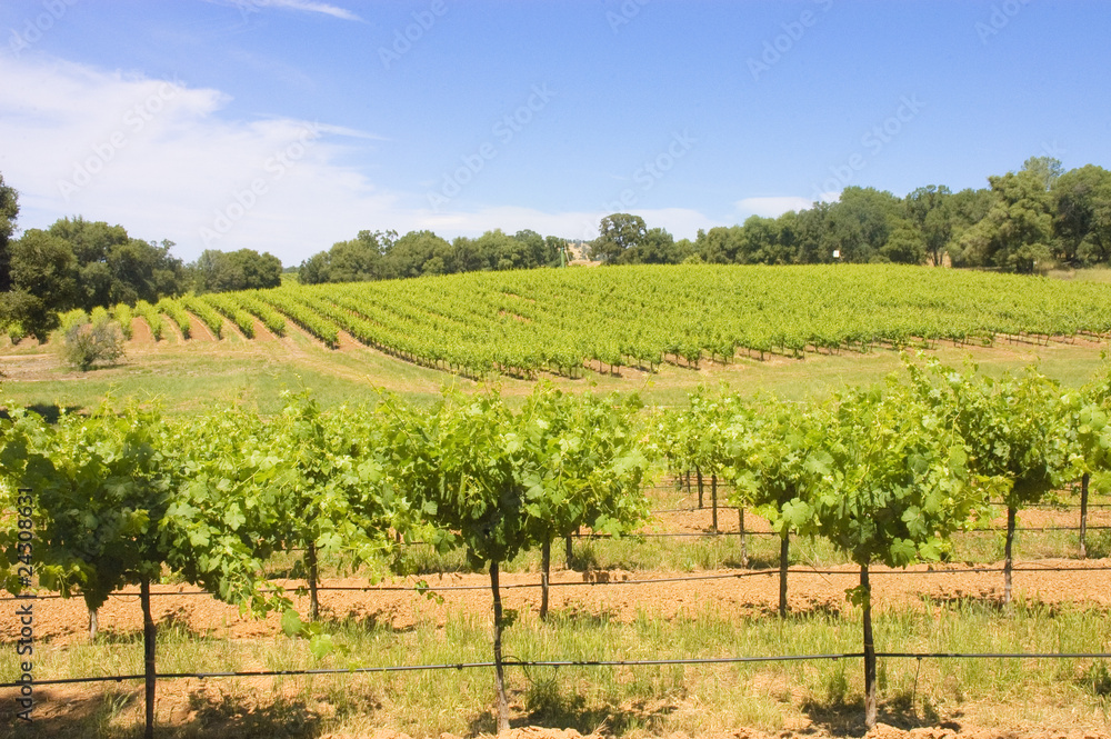 vinyard vinyard