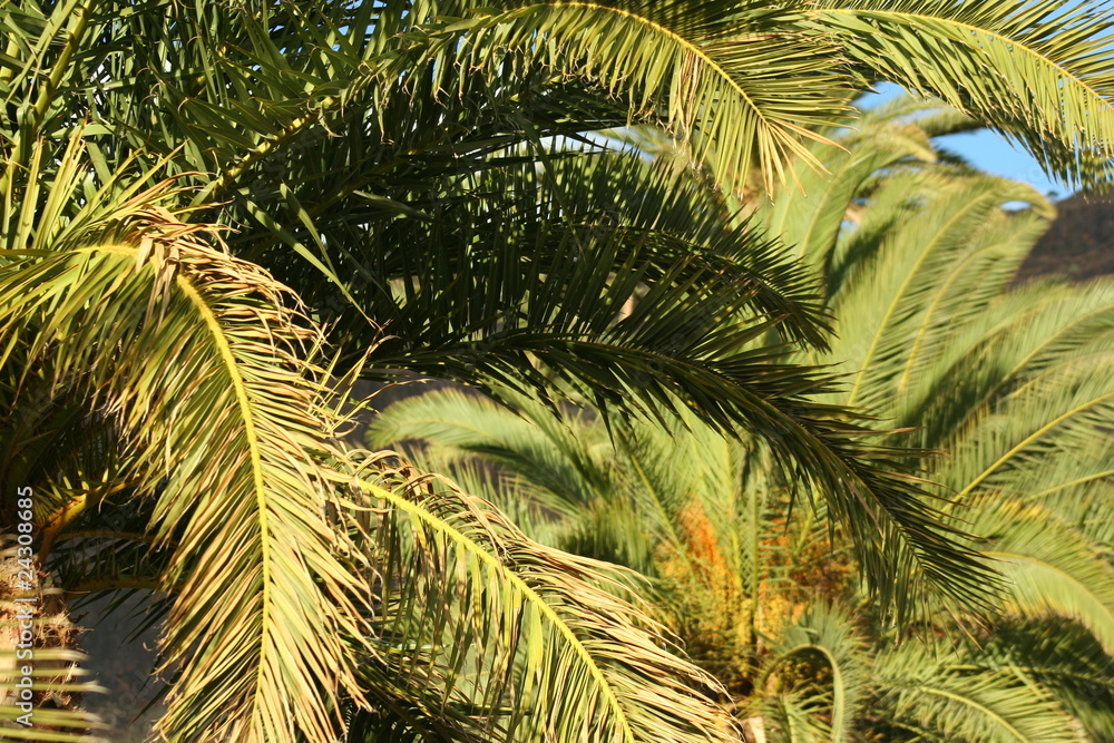Islas Canarias Gran Canaria Islas Canarias Gran Canaria