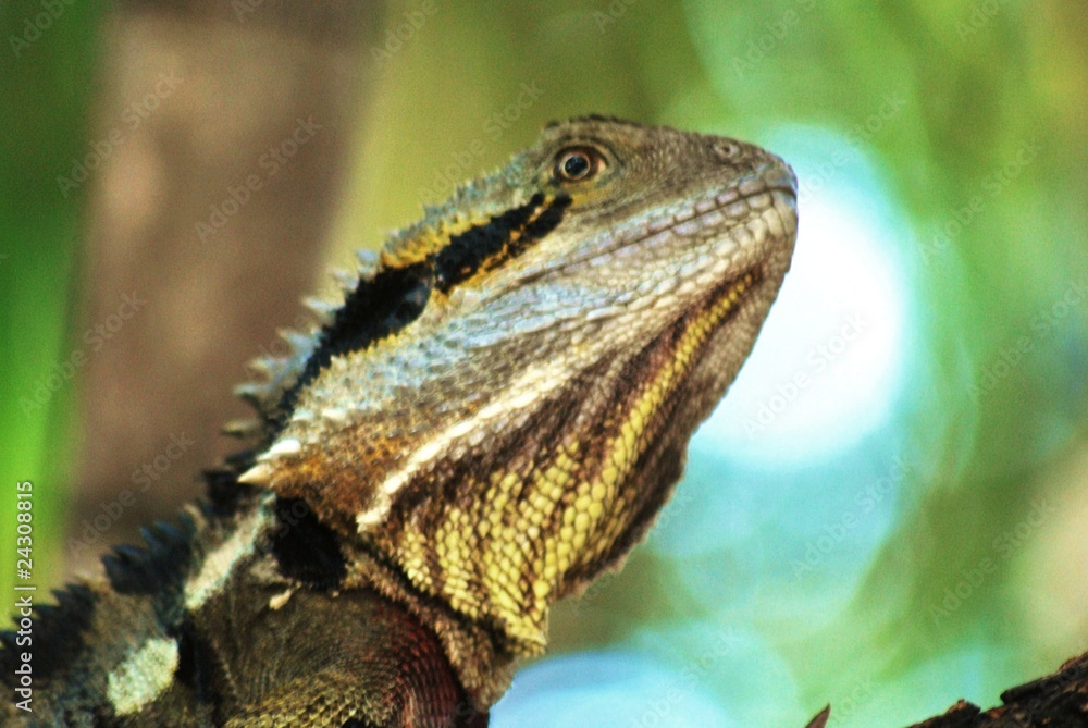 Obraz premium Echse No. 4