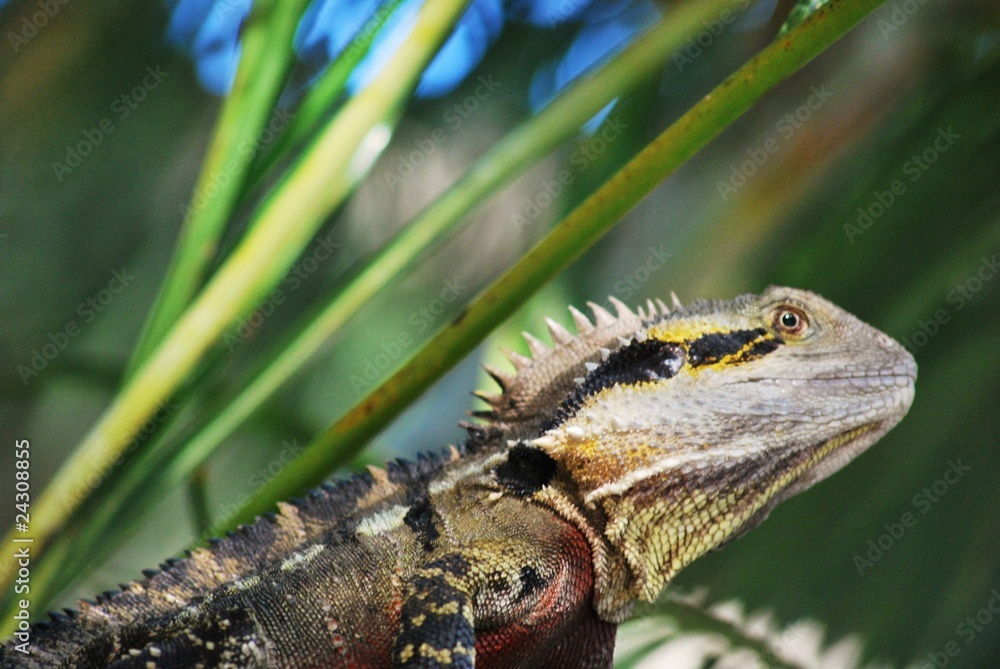 Naklejka premium Echse No. 3