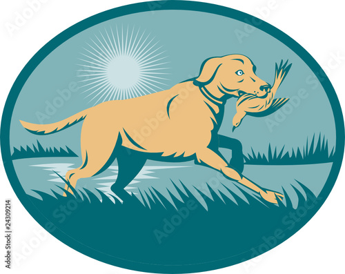Trianed Retriever  gun dog with bird on wetland