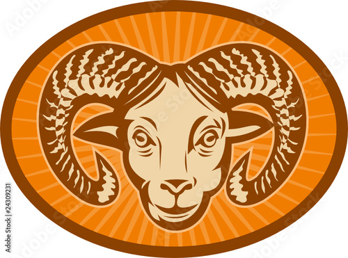 Bighorn sheep or ram