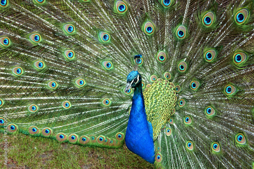 Fototapeta premium paon blue et ailes verts