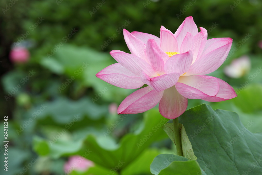 蓮花 (東京・上野不忍池)