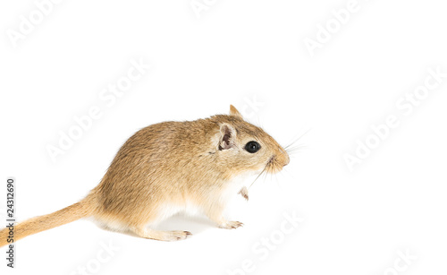 mouse isolated on the white background