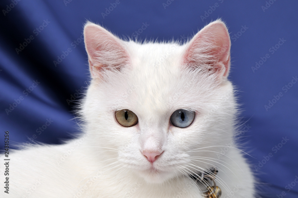 Portrait of a beautiful white cat with multicolored eyes