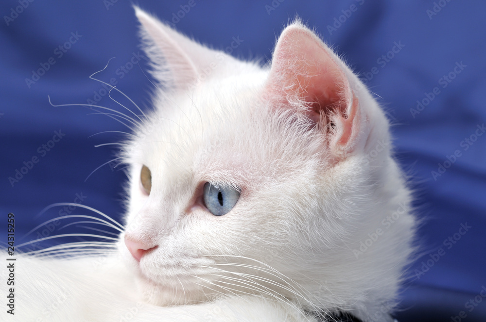 Portrait of a beautiful white cat with multicolored eyes