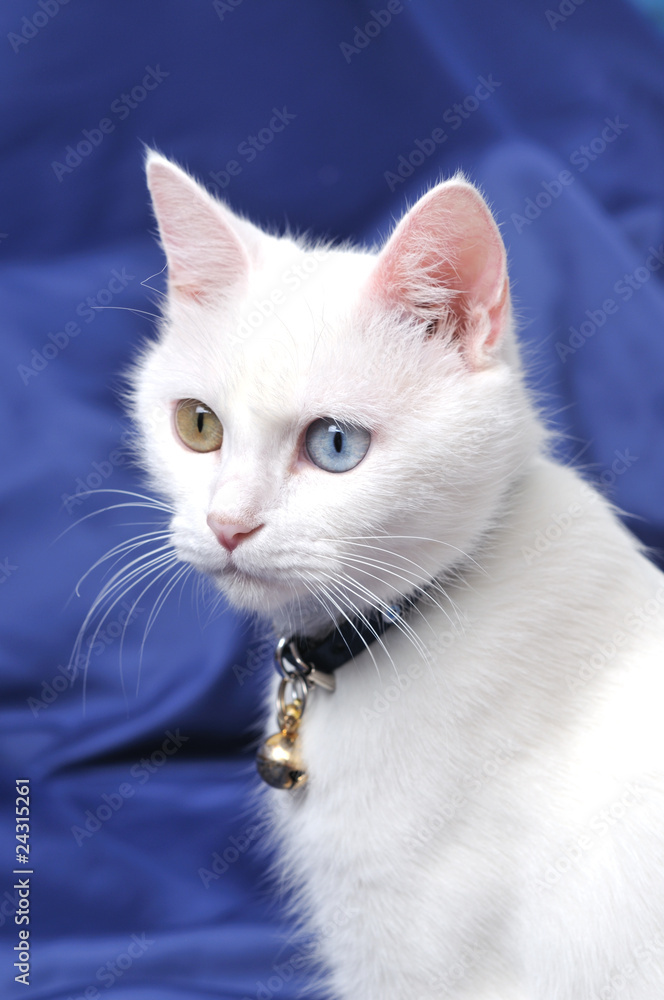 Portrait of a beautiful white cat with multicolored eyes.