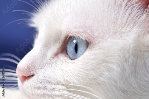 Portrait of a beautiful white cat with multicolored eyes © uwimages