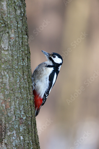 female. Great spotted woodpecker (Dendrocopos major).