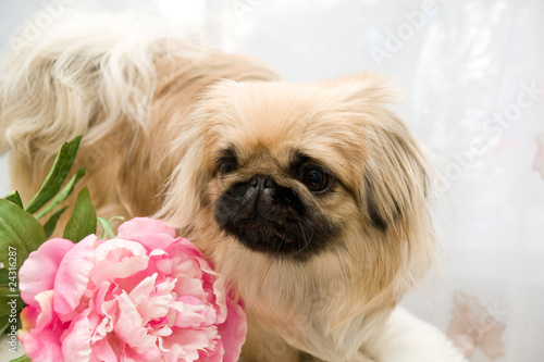 pekingese