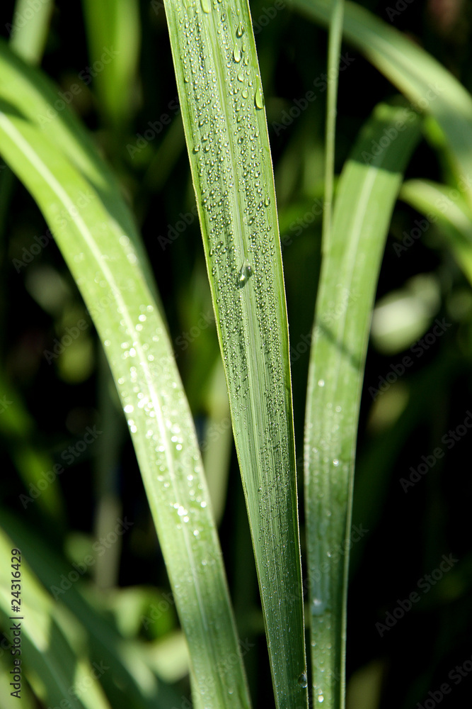 Obraz premium Bambus 1