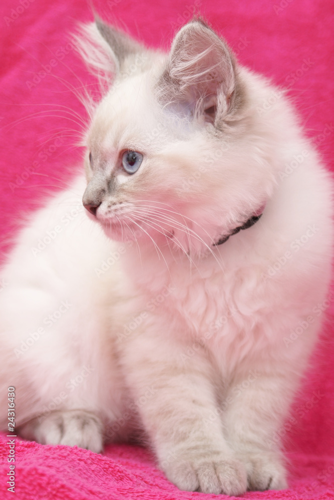 kitten on hot pink background