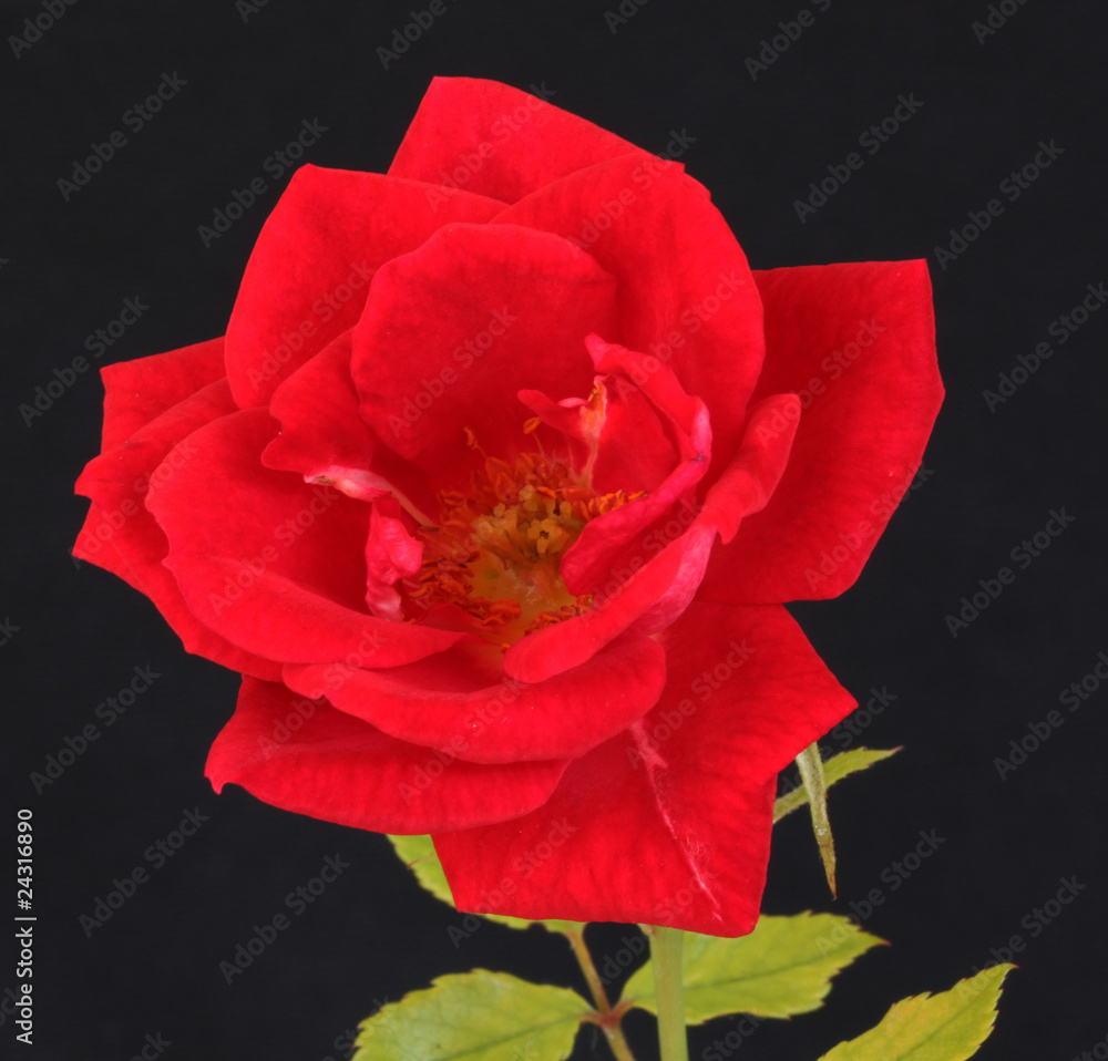 Naklejka premium Rose7