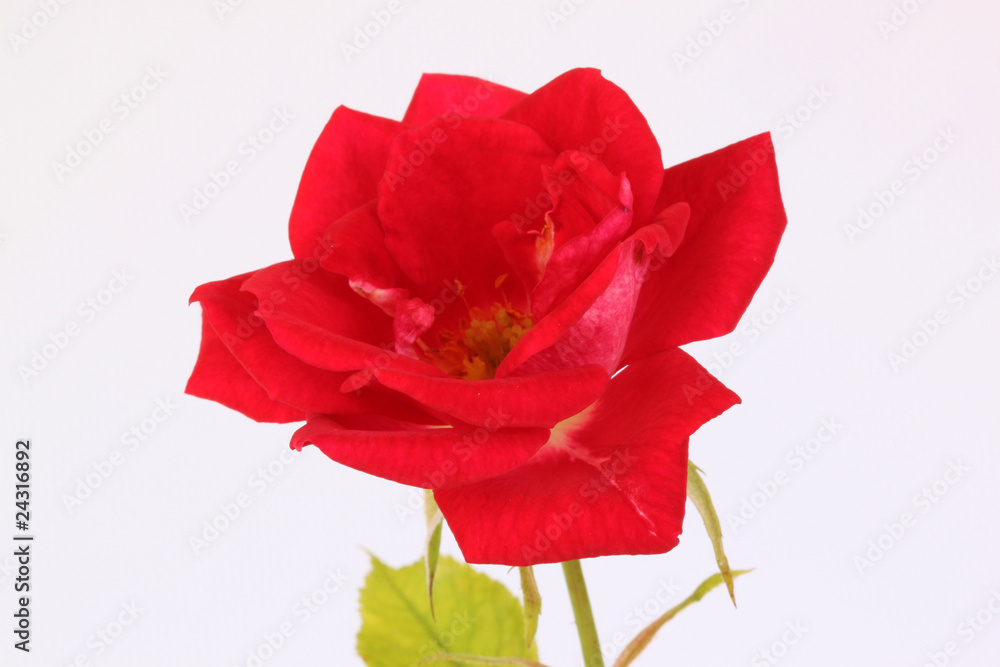 Rose6 Rose6
