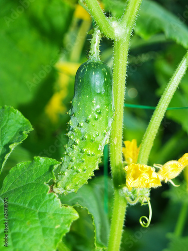 Ripe cucumber with spikes.