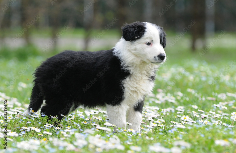 Fototapeta premium BORDER COLLIE, 2 MESI