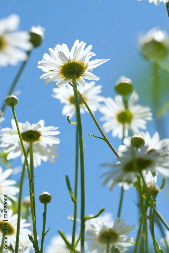 white chamomiles on meadow white chamomiles on meadow
