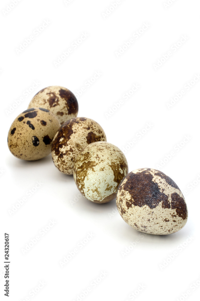 quail eggs quail eggs