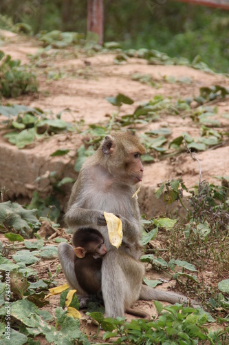 Monkey, Kosampe Park, Kosumphisai, Mahasarakam