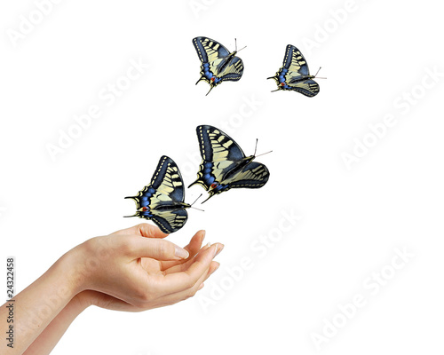 Mani con le farfalle photo