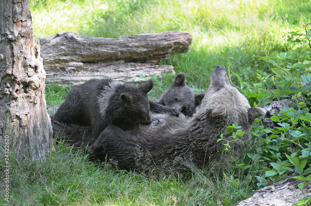 Säugende Bärin StockFoto Adobe Stock