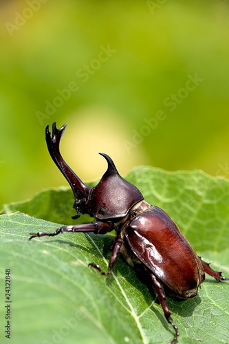 Rhinoceros beetle (Allomyrina dithotomus)