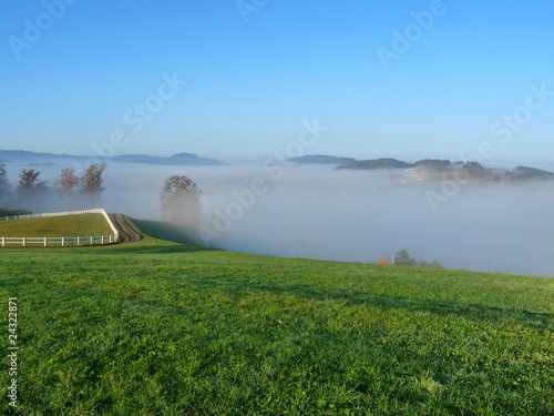 Wiese im Nebel