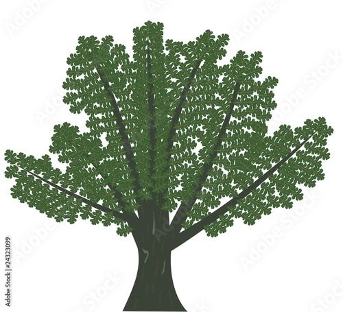 Oak-tree