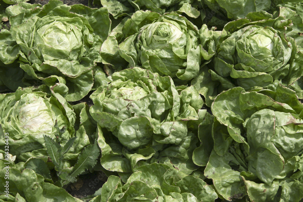 Salatbeet Salatbeet