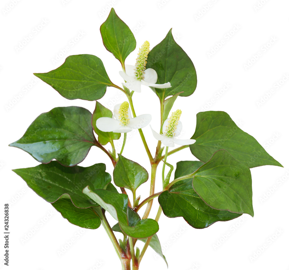 Fototapeta premium Houttuynia cordata fish herb
