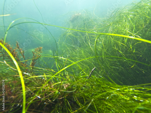 California sea grass fields underwater at La Jolla Cove marine preserve. photo