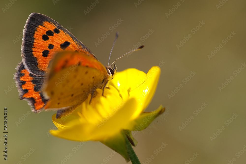 Obraz premium Kleiner Feuerfalter