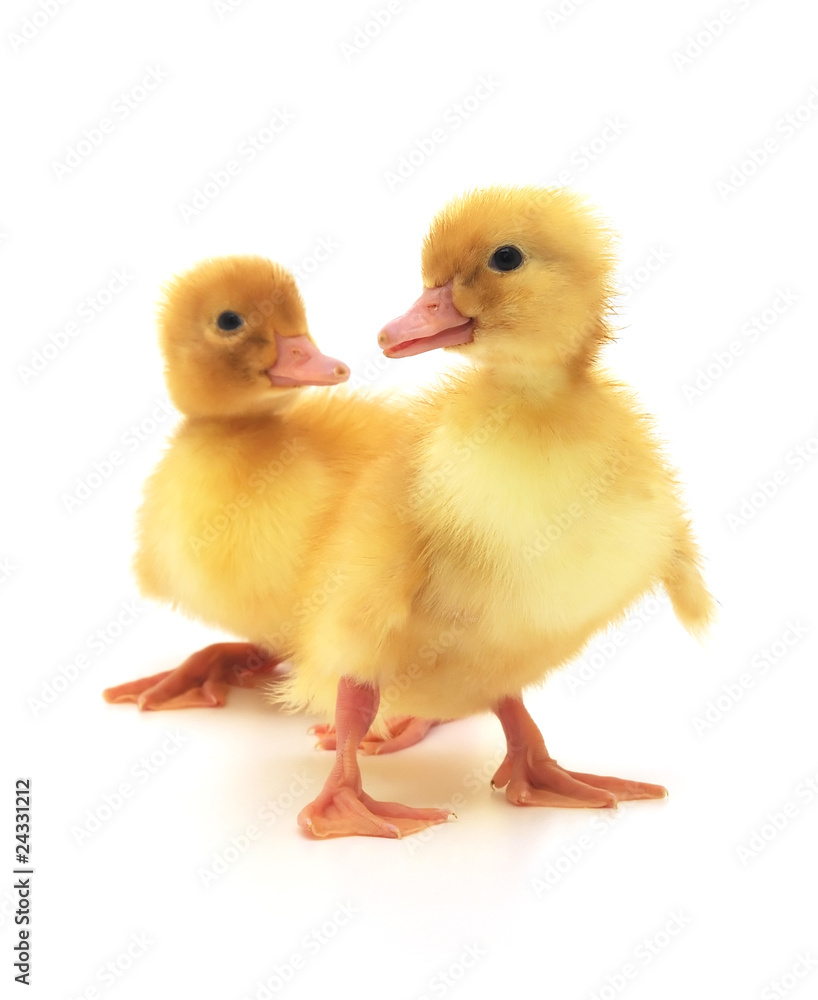 two ducklings