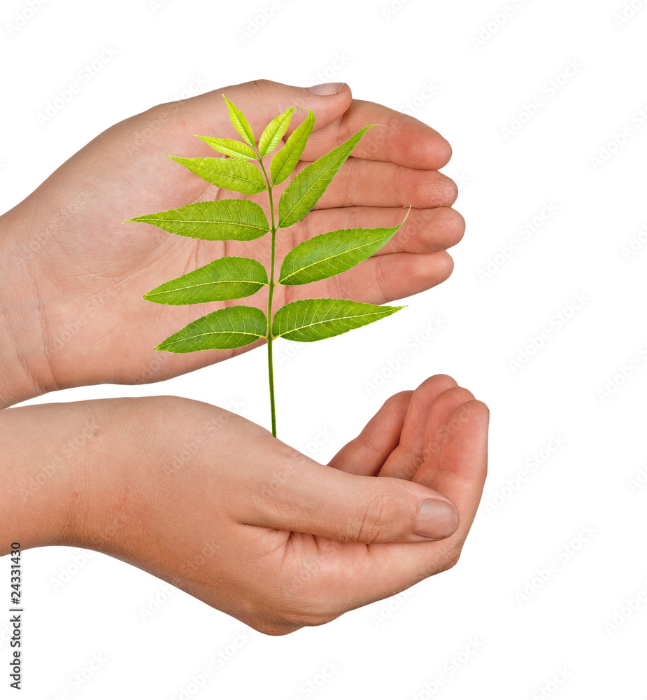 sprout in palms as a symbol of nature protection sprout in palms as a symbol of nature protection