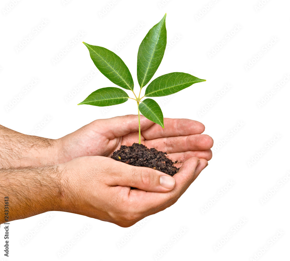 sprout in palms as a symbol of nature protection sprout in palms as a symbol of nature protection
