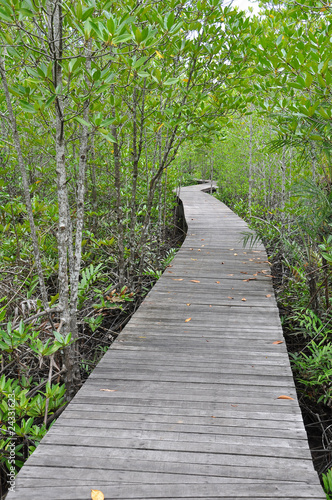 Mangrove forest boardwalk