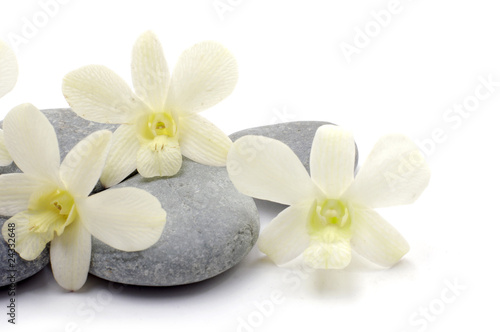 orchid flower with zen stones