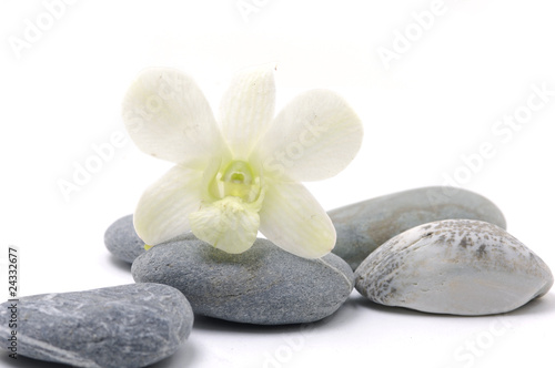 Orchid flower with nature stone