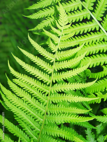 The branches of the young fern.