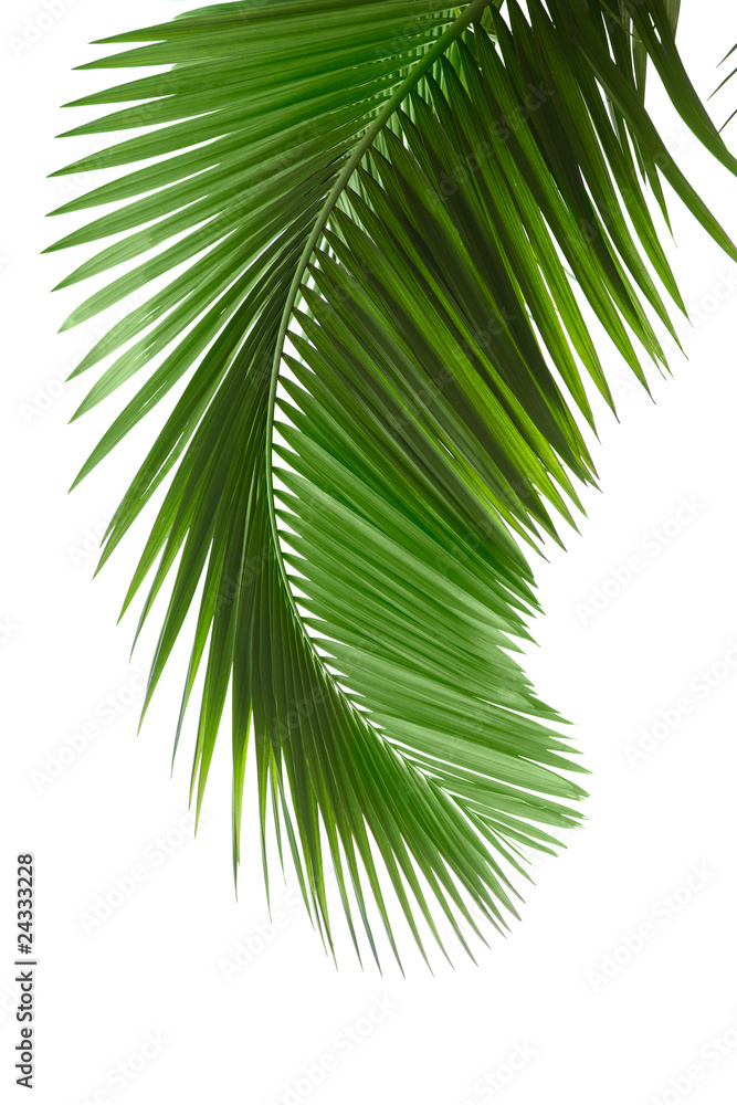 Green palm tree Green palm tree