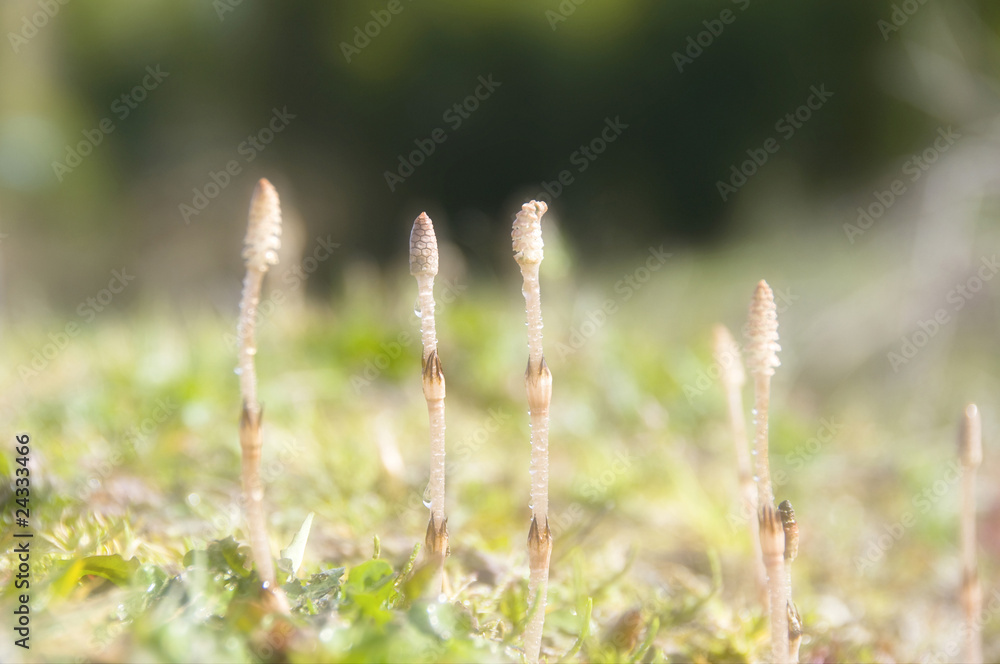 Obraz premium 土筆