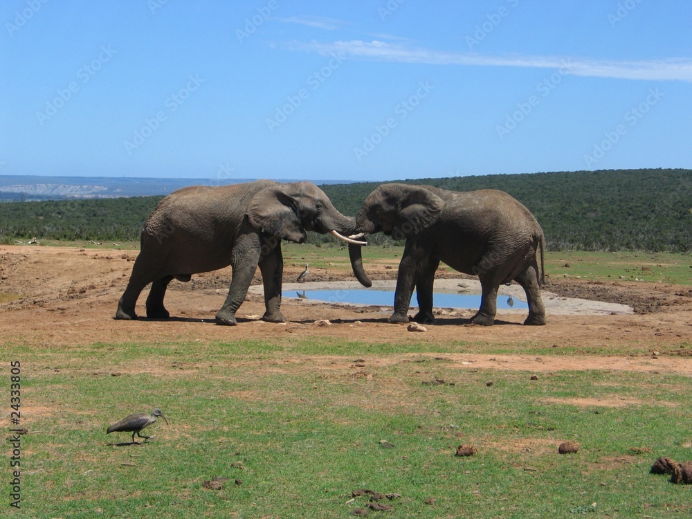 Fototapeta premium Elefanten in Südafrika