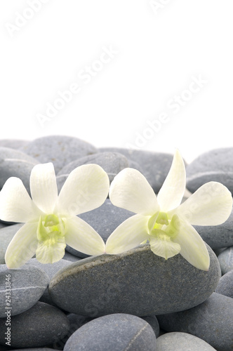 Fototapeta Naklejka Na Ścianę i Meble -  Pair of orchid with gray stones