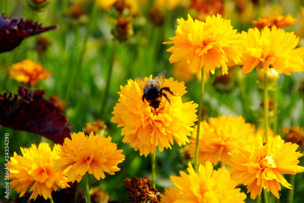 blumen #25 blumen #25